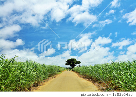 Okinawa Miyakojima summer blue sky and sugar cane field 128395453