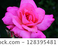 Rose rose rose 128395481