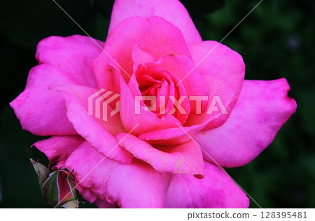 Rose rose rose 128395481