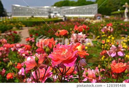 玫瑰花 玫瑰花 128395486