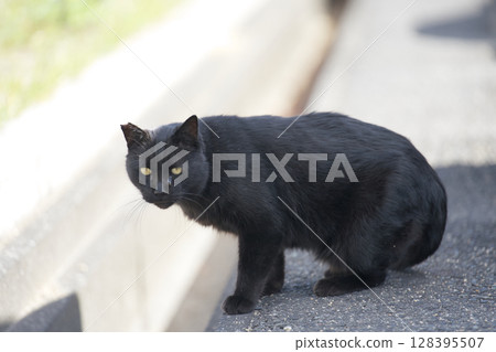 凝視的黑貓 128395507
