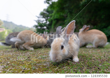 Fluffy rabbit curious about the camera 128395530
