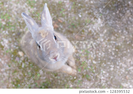 Rabbit stands up and stares Rabbit stands up and stares 128395532