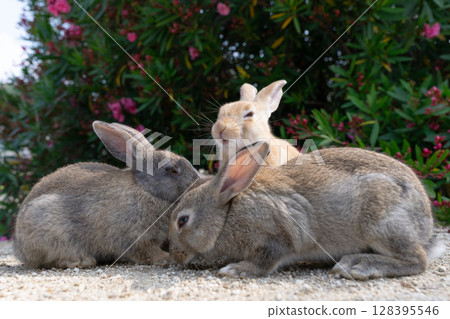 A rabbit complaining about the heat from behind 128395546