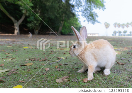 A little rabbit feels like someone is calling him A little rabbit feels like someone is calling him 128395558