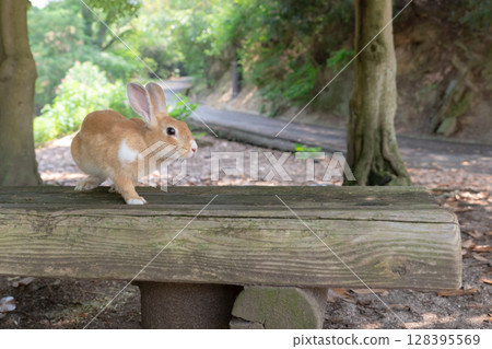 小兔子在長椅上玩耍 小兔子在長椅上玩耍 128395569