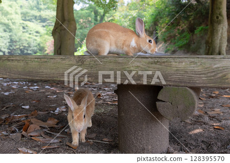 Parent and child rabbits playing on a bench 128395570