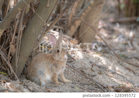 A baby rabbit relaxing in the shade A baby rabbit relaxing in the shade 128395572
