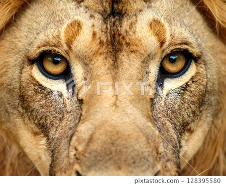 獅子的銳利目光 獅子的銳利目光 128395580