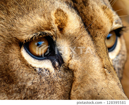 一隻獅子盯著某樣東西 一隻獅子盯著某樣東西 128395581
