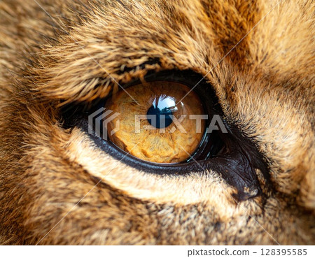 Lion's sharp gaze 128395585