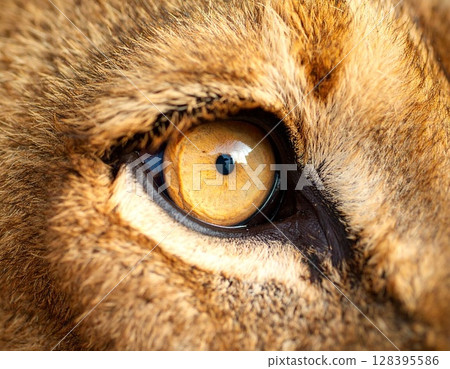 Lion's sharp gaze 128395586