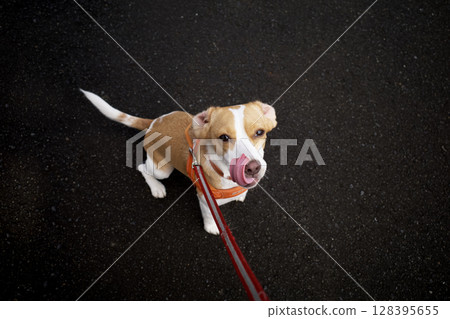 Beagle dog with tongue out Beagle dog with tongue out 128395655