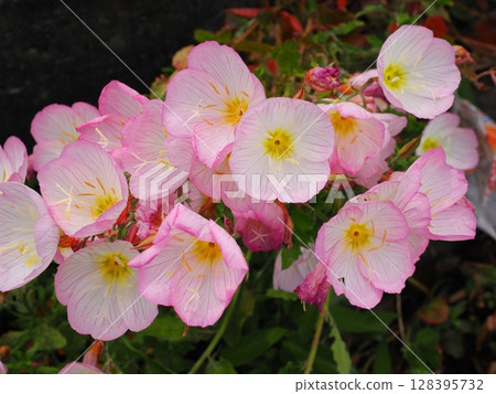 月見草花 128395732