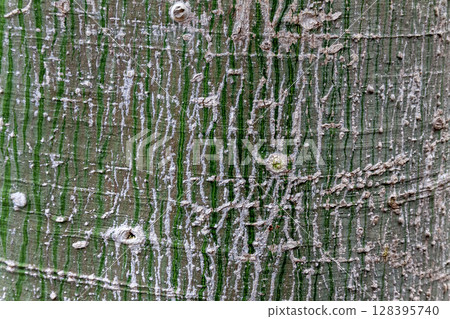 Trunk shape of Japanese laurel tree [Background material] 128395740