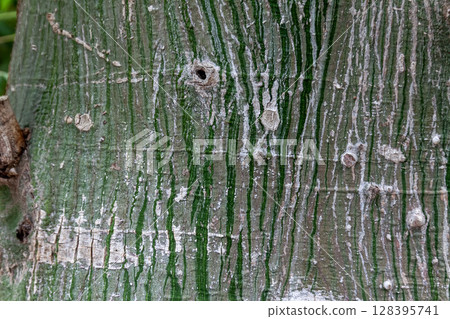 日本月桂樹的樹幹形狀[背景材料] 128395741