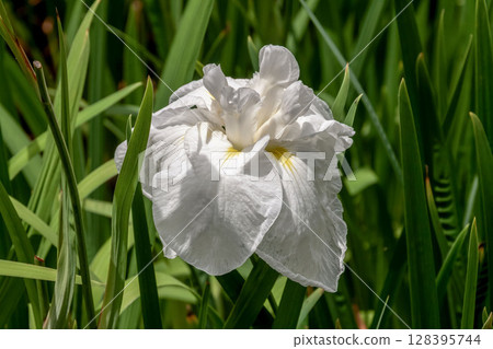 Japanese iris is sometimes called hanaayame. Japanese iris is sometimes called hanaayame. 128395744