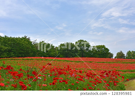 Gorgeous poppies 128395981