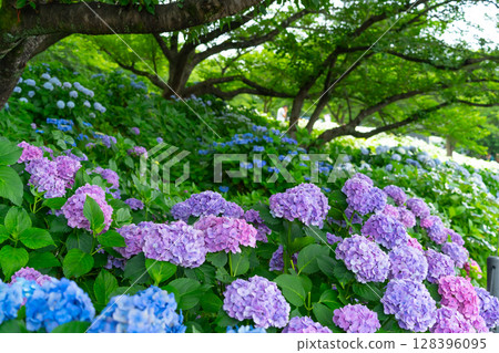 Hydrangeas at Gongendo Park, Saitama Prefecture 128396095