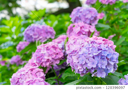 埼玉縣權現堂公園的繡球花 128396097