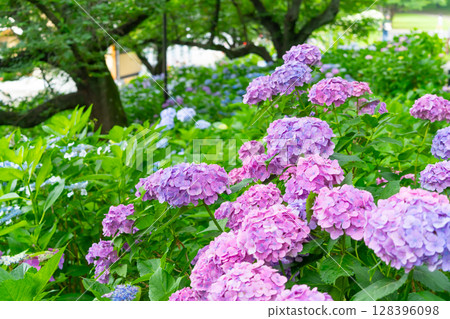 Hydrangeas at Gongendo Park, Saitama Prefecture 128396098