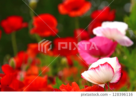 Gorgeous poppies 128396116