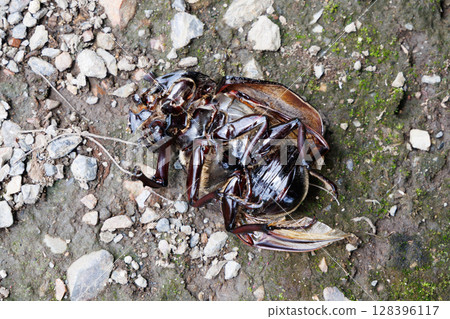 Beetle corpse 128396117