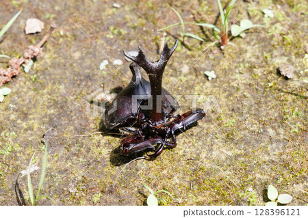 Beetle corpse 128396121