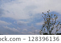 多雲的天空和小花 128396136
