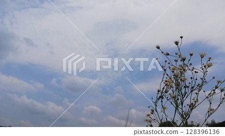 多雲的天空和小花 多雲的天空和小花 128396136