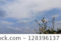 多雲的天空和小花 128396137