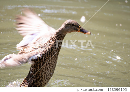 Ducks flapping their wings by the water 128396193