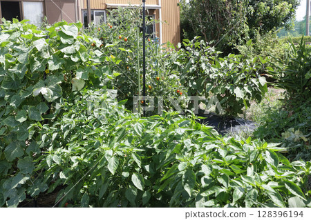 A good home garden A good home garden 128396194
