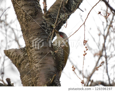 冬季森林風景，樹幹上棲息著一隻綠啄木鳥 128396197