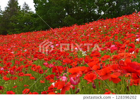 美麗的罌粟花 美麗的罌粟花 128396202