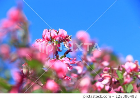 Hagi flowers shining in the blue sky 128396498