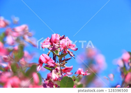 Hagi flowers blooming in the autumn sky 128396500