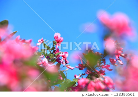 Hagi flowers blooming in autumn 128396501