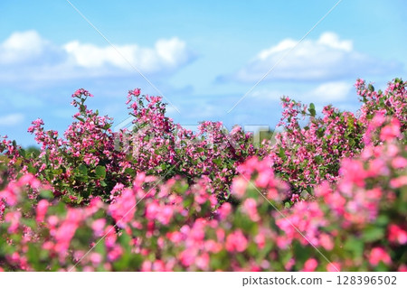 Hagi in full bloom Hagi in full bloom 128396502