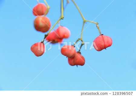 Mayumi 果實開始成熟 Mayumi 果實開始成熟 128396507