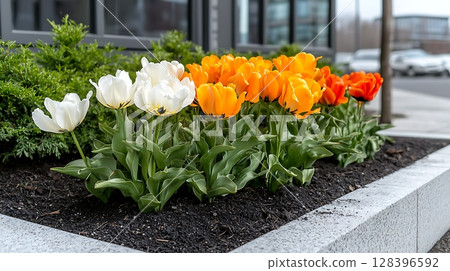 Bright and Colorful Tulips in a Modern Urban Landscape with Greenery and Stones Bright and Colorful Tulips in a Modern Urban Landscape with Greenery and Stones 128396592