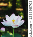 Bees dancing on the lotus stage 128396703
