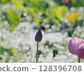 Butterfly dragonfly and lotus before blooming 128396708