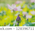 A red dragonfly resting on a lotus before it blooms 128396711
