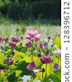 Newly bloomed lotus 128396712