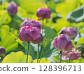 Lotus and honey bees 128396713