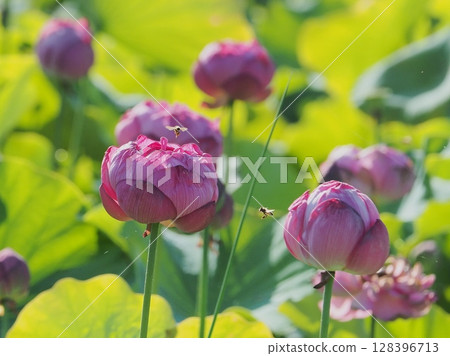 Lotus and honey bees 128396713