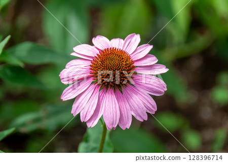 Echinacea purpurea is also known as 128396714