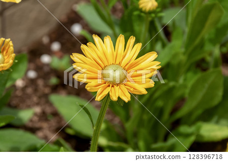 黃色非洲菊（菊科，非洲菊） 128396718