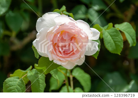 A beloved garden rose, the English rose is nearing full bloom. A beloved garden rose, the English rose is nearing full bloom. 128396719